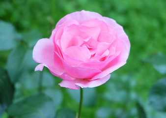 Pink rose on a background of greenery.
