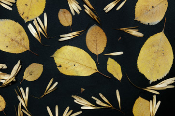 Yellow leaves on black background