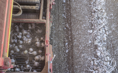Fototapeta na wymiar Onion harvester at work. Rising conveyor belt view