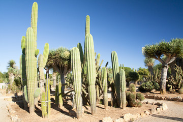 Cactus garden at island Majorca, Balearic Islands, Spain.