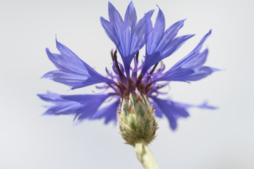 Kornblume 1
