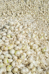 Loads of white onions just harvested