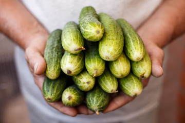 Farmer holding cucumbers