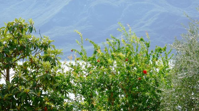 Olive tree, Big mountain in the background