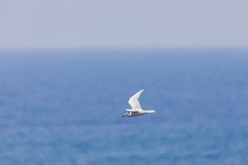 海の上を飛ぶ海鳥　アジサシ