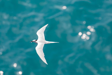 海の上を飛ぶ海鳥　アジサシ