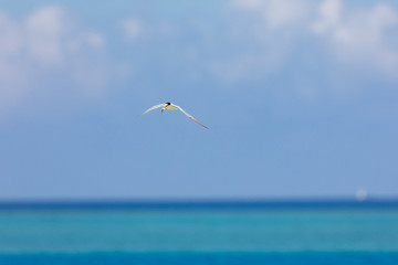 Fototapeta na wymiar 沖縄の海の上を飛ぶ海鳥　アジサシ