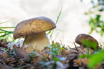 Boletus edulis. Excellent edible fungus in the undergrowth of a deciduous forest, in autumn, in its natural habitat