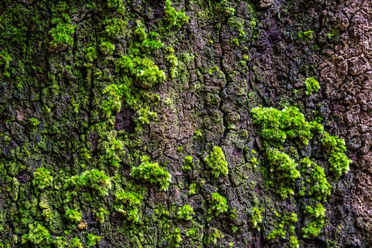 Green moss on large tree bark, Inthanon National Park, Chiangmai Province, Thailand..
