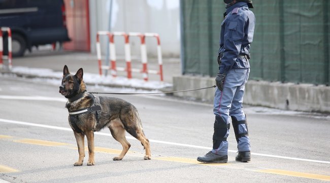 Dog Canine Unit of the police during the inspection of the area