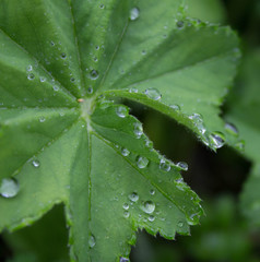 raindrops on a green summer foliage