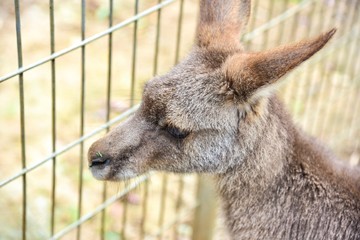 Close-Up View of Young Kangaroo Looking Through the Fence