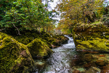Autumn Stream in the Lake District