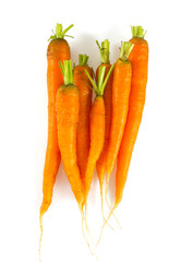 fresh carrots on white background