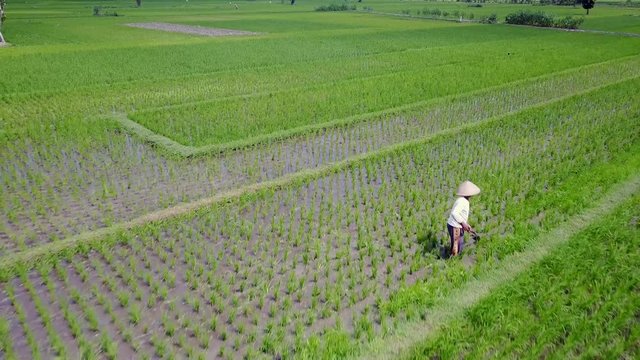 Yogyakarta, Indonesia. August 07, 2017: Beautiful aerial landscape footage of a male farmer working on paddy fields in Yogyakarta, Indonesia. Shot in 4k resolution