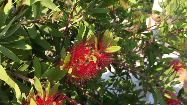 bl&uuml;hende Callistemon Viminalis
