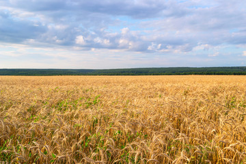 Natural beautiful background landscape with Golden fields.