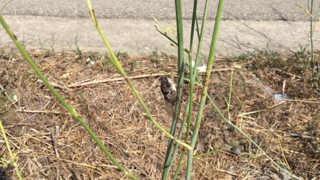 Zikade im Wind an einer Pflanze