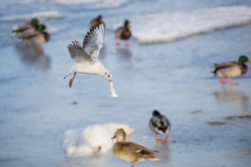 Seagulls on the frozen river