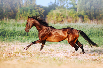 Beautiful bay stallion with long mane galloping. The horse in motion running across the field on a neutral background