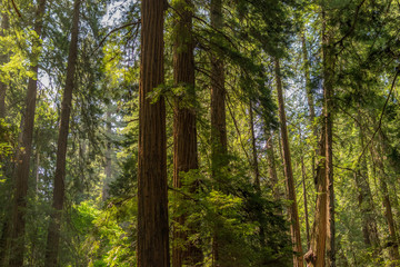 Fototapeta premium California Redwoods