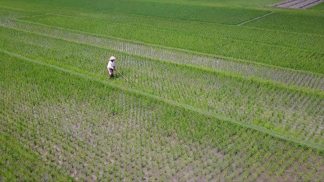 Yogyakarta, Indonesia. August 07, 2017: Beautiful aerial landscape footage of a male farmer working on rice fields. Shot in 4k resolution