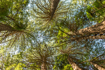 Fototapeta premium California Redwoods Canopy