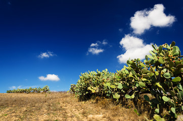 Fototapeta na wymiar Sardegna, panorama di campagna 