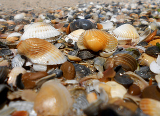 Seashells on the seashore