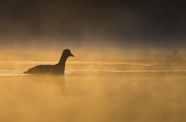 Coot (Fulica) in misty morning
