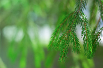 Natural fir twig on green blurred background. Christmas background. Xmas greeting card. Copyspase for celebrations.