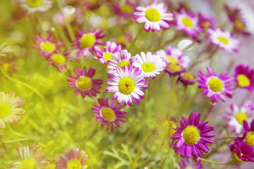 Obraz premium Flowers of chrysanthemum. Naural floral background. Soft focus. Sunlight. Copy space for your text.