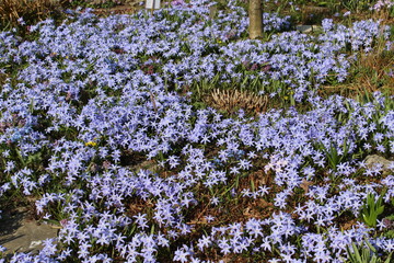 Forest blue primroses blossomed in the park