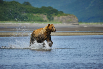Grizly running for salmon.