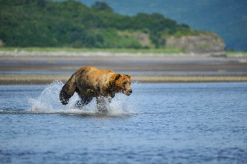 Grizly  running for salmon.