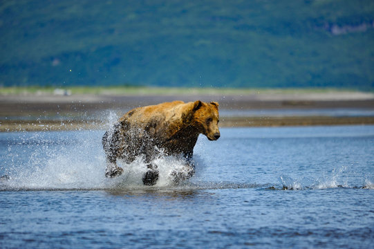 Grizly running for salmon.