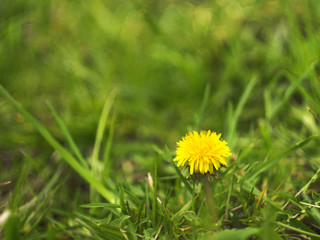 Dandelion in the grass