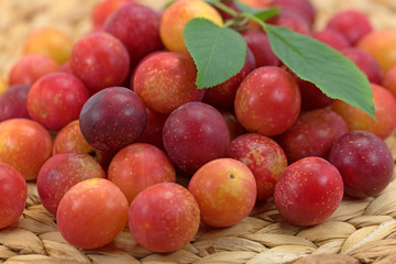 Mirabellen, Wildpflaumen, Prunus cerasifera