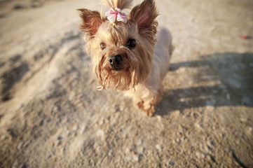 Yorkshire Terrier with a pink bow on his head runs on the beach on the sand in the summer. Terrier and the owner on a walk by the sea. 