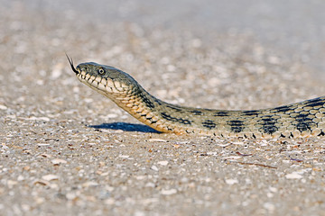  Water snake on the Bay