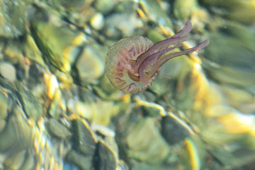Méduse en mer méditerranée, dans son milieu naturel