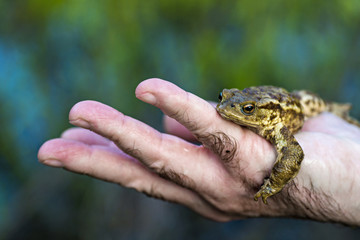 Frog in a human hand