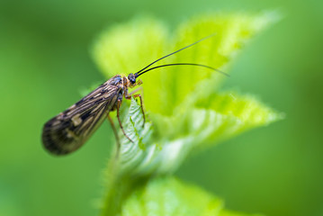 Fototapeta na wymiar Bug on a leaf
