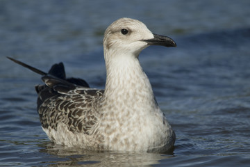 Herring gull