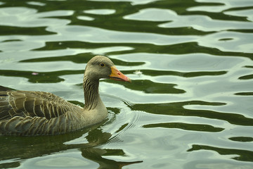 Ente auf dem Wasser