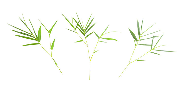 3 branch of bamboo leaves isolated on white background. This has clipping path.