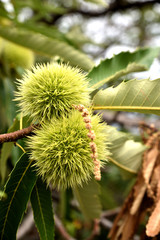 chestnuts on atree into a forest