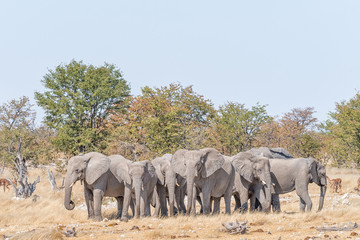 Fototapeta na wymiar A herd (also called a parade) of African elephants, Loxodonta africana, at a waterhole in Northern Namibia