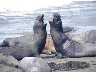 Sea elephant on Pacific Coast