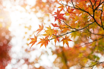 Red Maple leaf on the tree when the leaves change color in Japan.